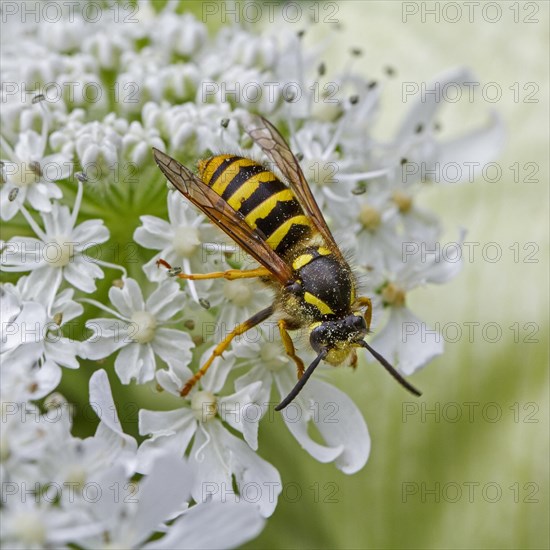 Median wasp