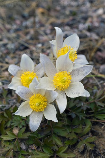 Spring pasqueflower