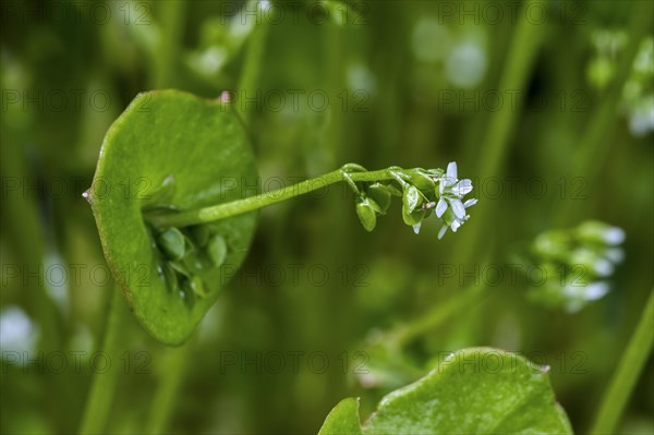 Spring beauty