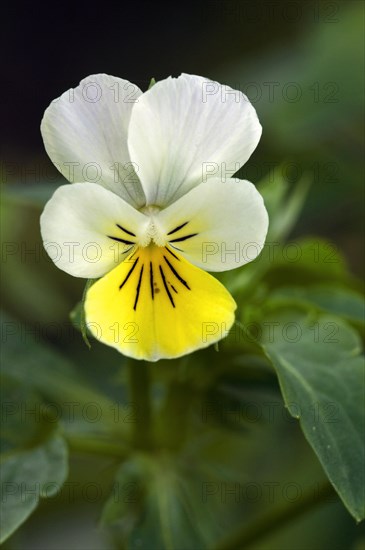 Field pansy