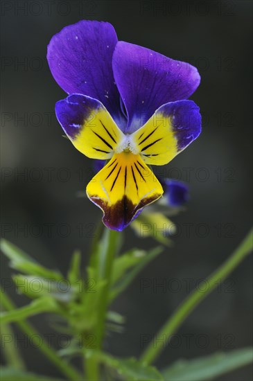 Wild pansy