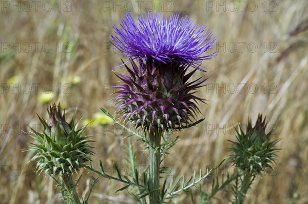 Artichoke