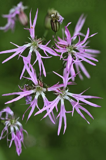 Ragged robin