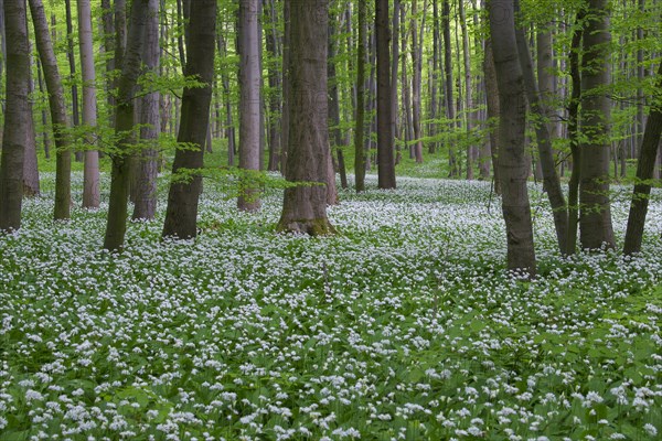 Wood garlic