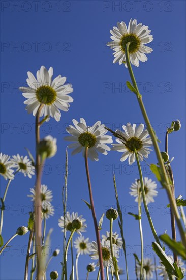 Ox-eye daisies