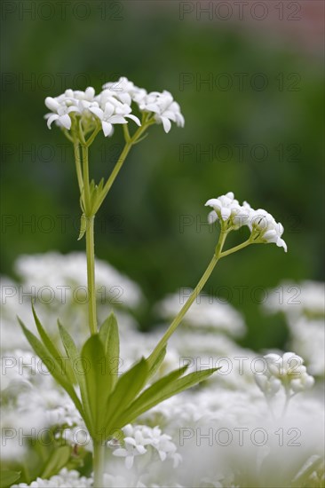 Sweetscented bedstraw