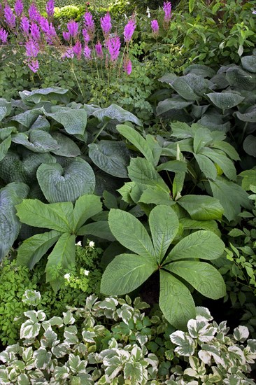 The flowering plants Rodgersia aesculifolia