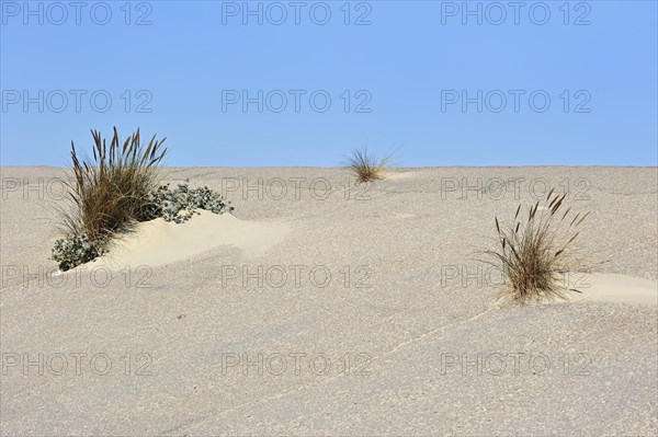 European marram grass