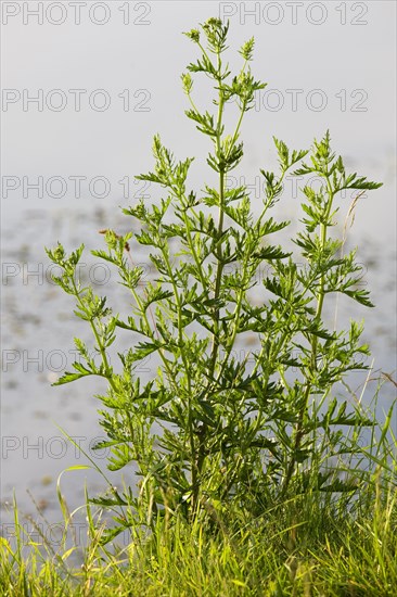 Mugwort