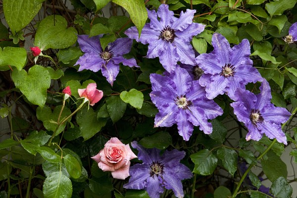 Clematis The President and Aloha rose in garden