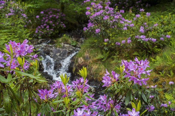 Common rhododendron