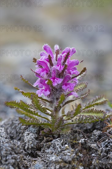 Woolly lousewort