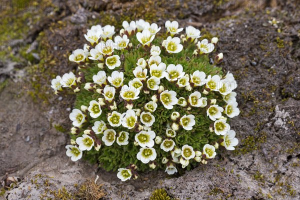 Tufted alpine saxifrage