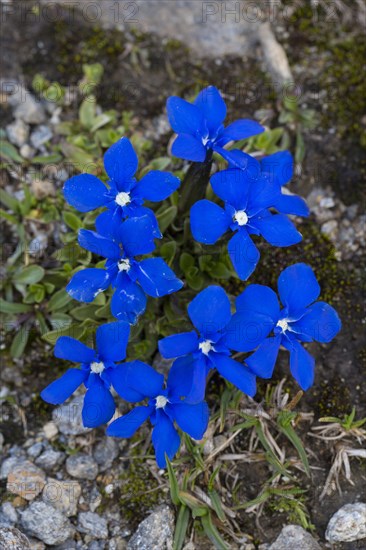 Bavarian gentian