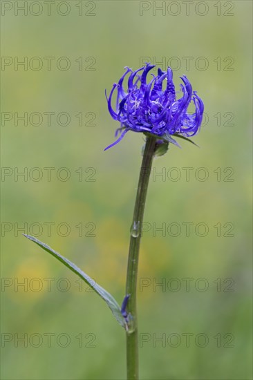 Round-headed rampion