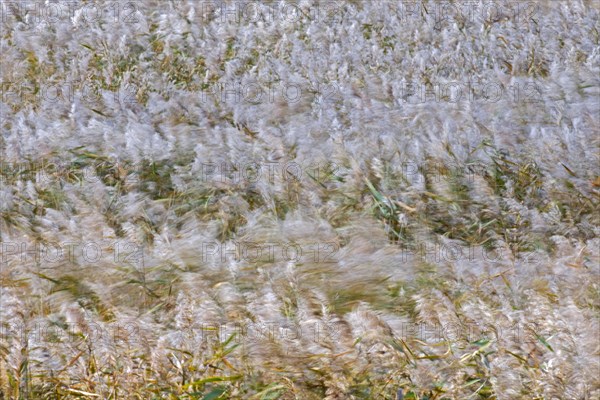 Motion blurred panicles of common reed