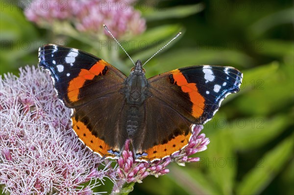 Red admiral