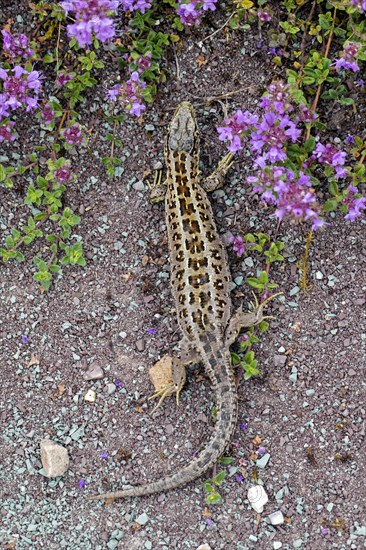 Sand lizard