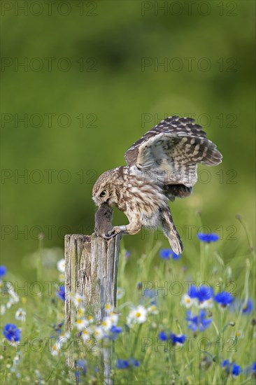 Ringed little owl