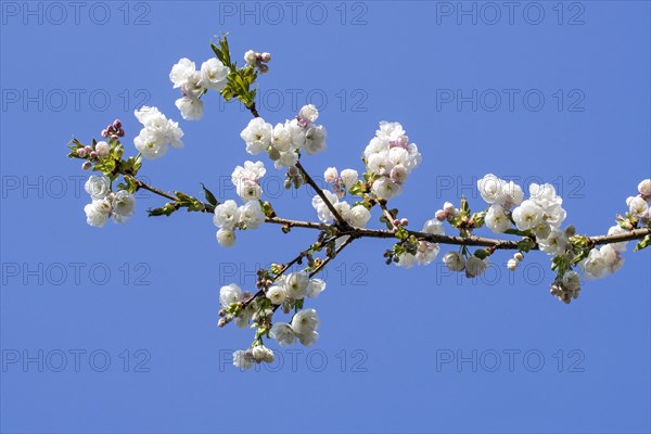 Japanese cherry