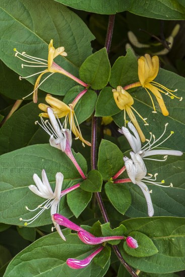 Common honeysuckle