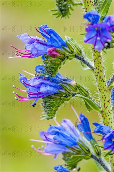 Viper's bugloss