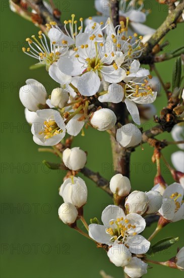 Close up of Sloe bush