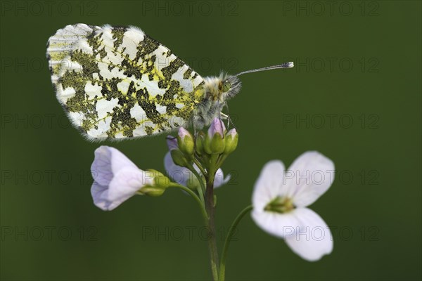 Orange tip