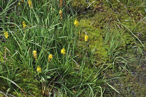 Bog asphodel