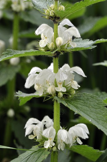 White deadnettle