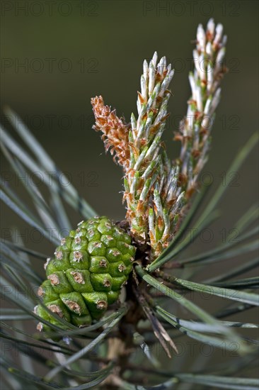 Scots Pine