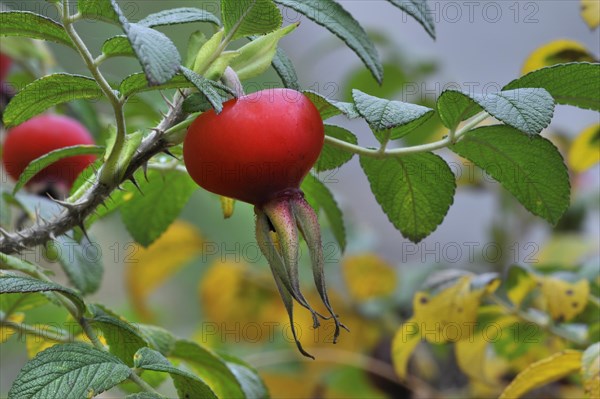 Rugosa rose