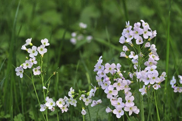 Cuckoo flower