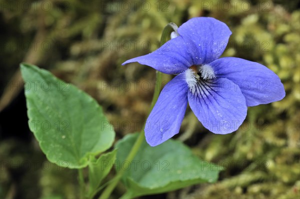 Wood violet