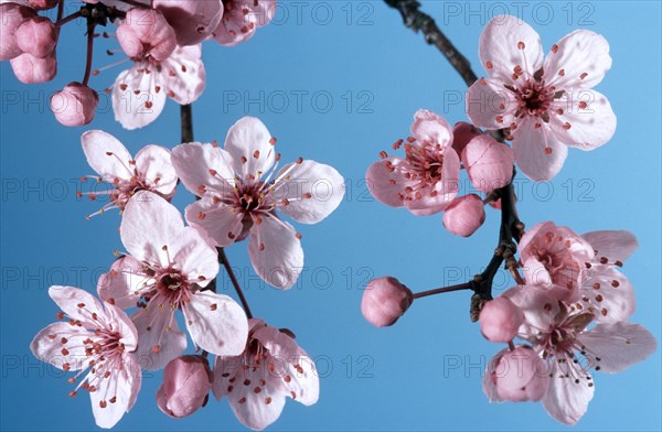 Japanese bush cherry