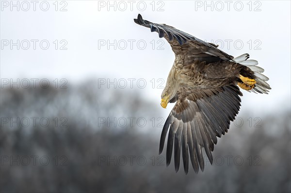 White-tailed eagle