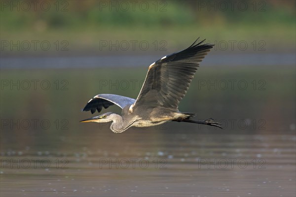 Grey heron