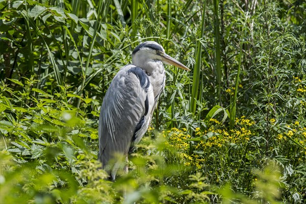 Grey heron