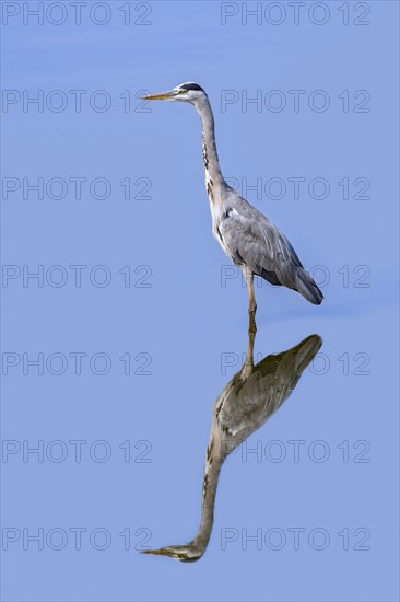 Reflection of grey heron