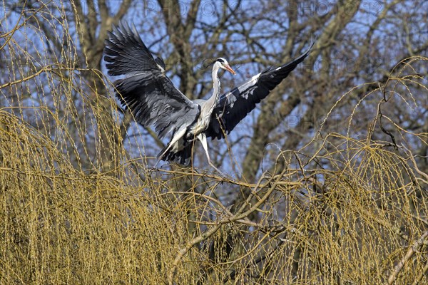 Grey heron