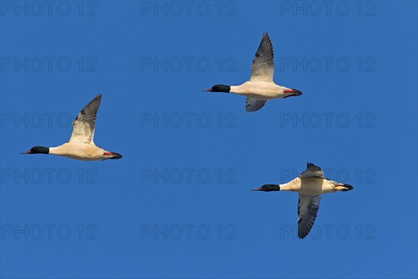 Goosander