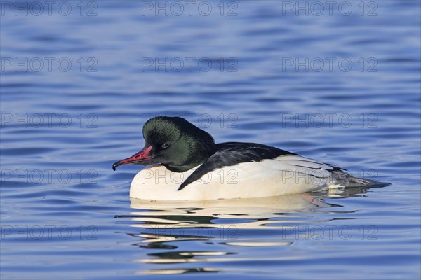 Common merganser