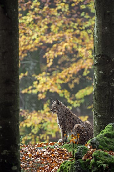 Eurasian lynx