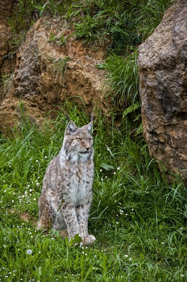 Eurasian lynx