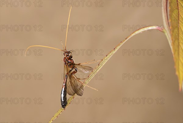 Ichneumon wasp