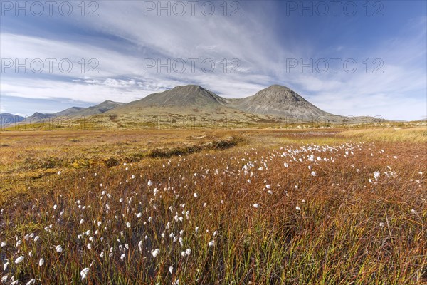 Bog with cottongrass