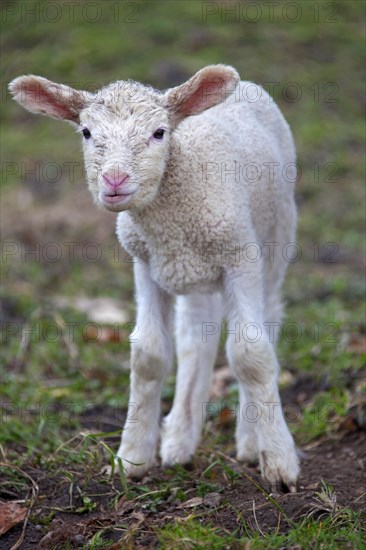 Domestic sheep