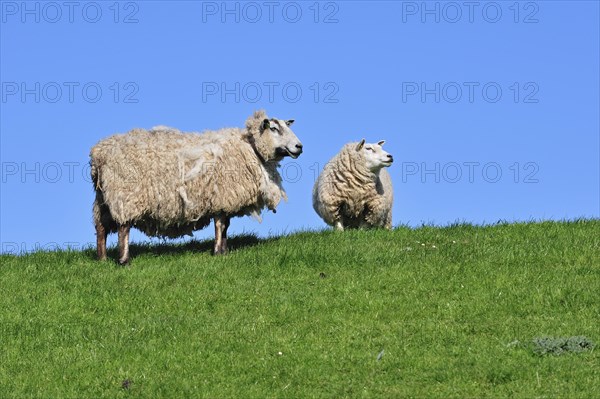 Two domestic Texel sheep