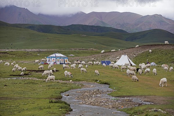 Sheep and Tibetan nomadic tent with solar panels in the Chinese Himalayas