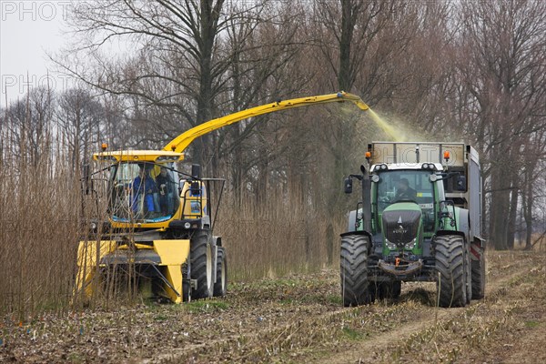 Fast rotation forestry